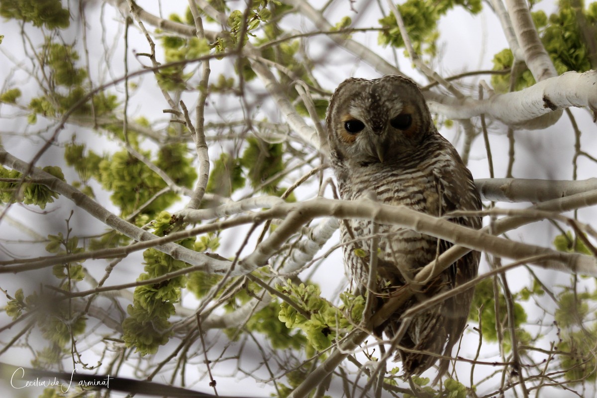 Rufous-legged Owl - Cecilia de Larminat