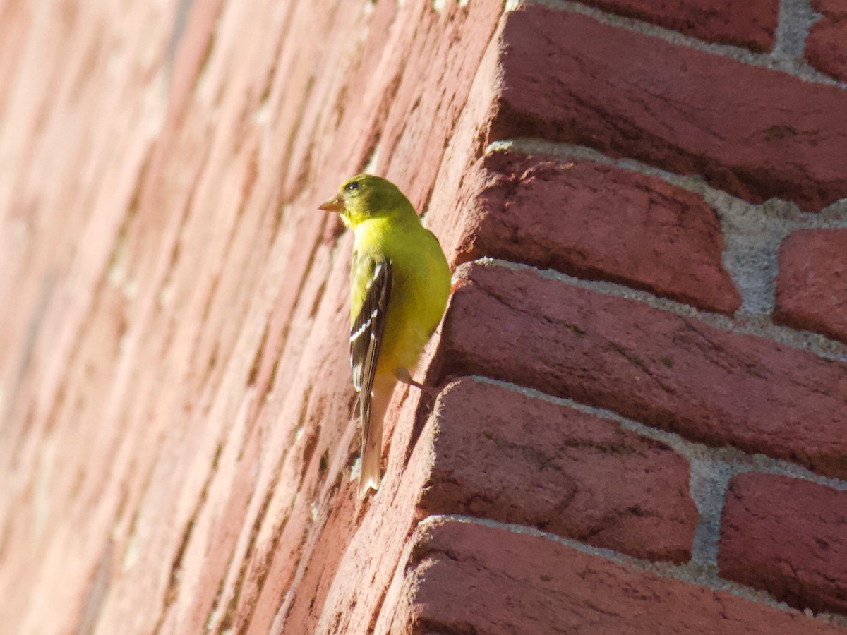 American Goldfinch - ML253002271