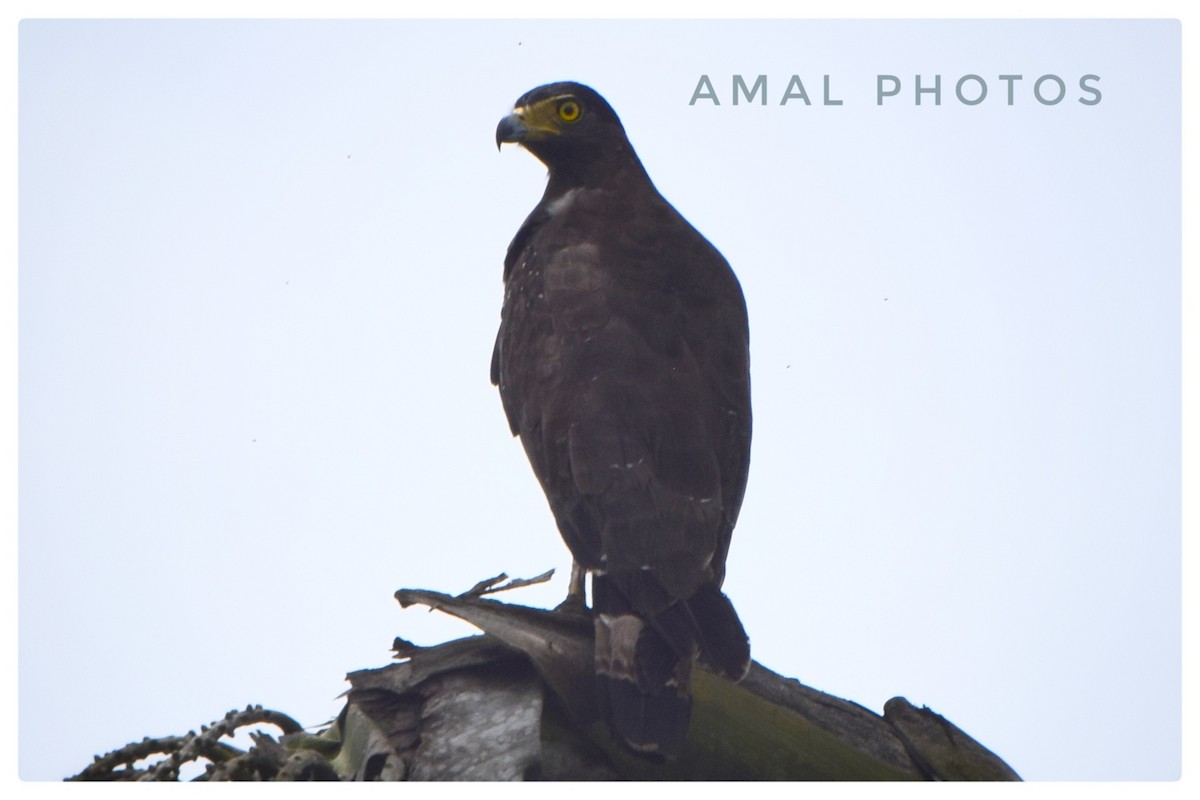 Crested Serpent-Eagle - ML253004031