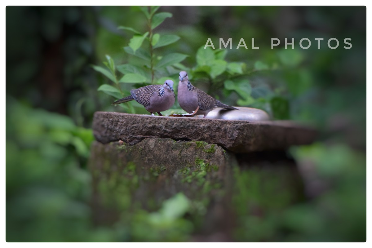Spotted Dove - ML253004081