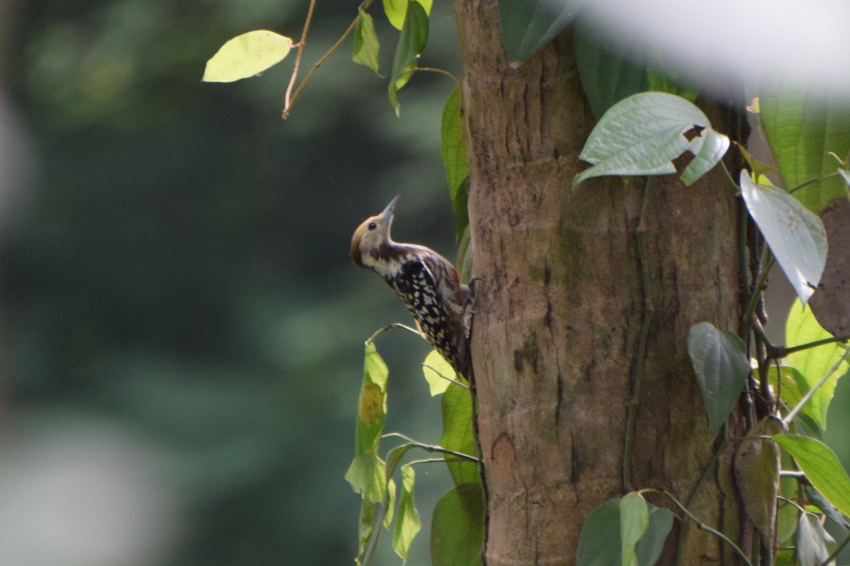 Yellow-crowned Woodpecker - ML253004771