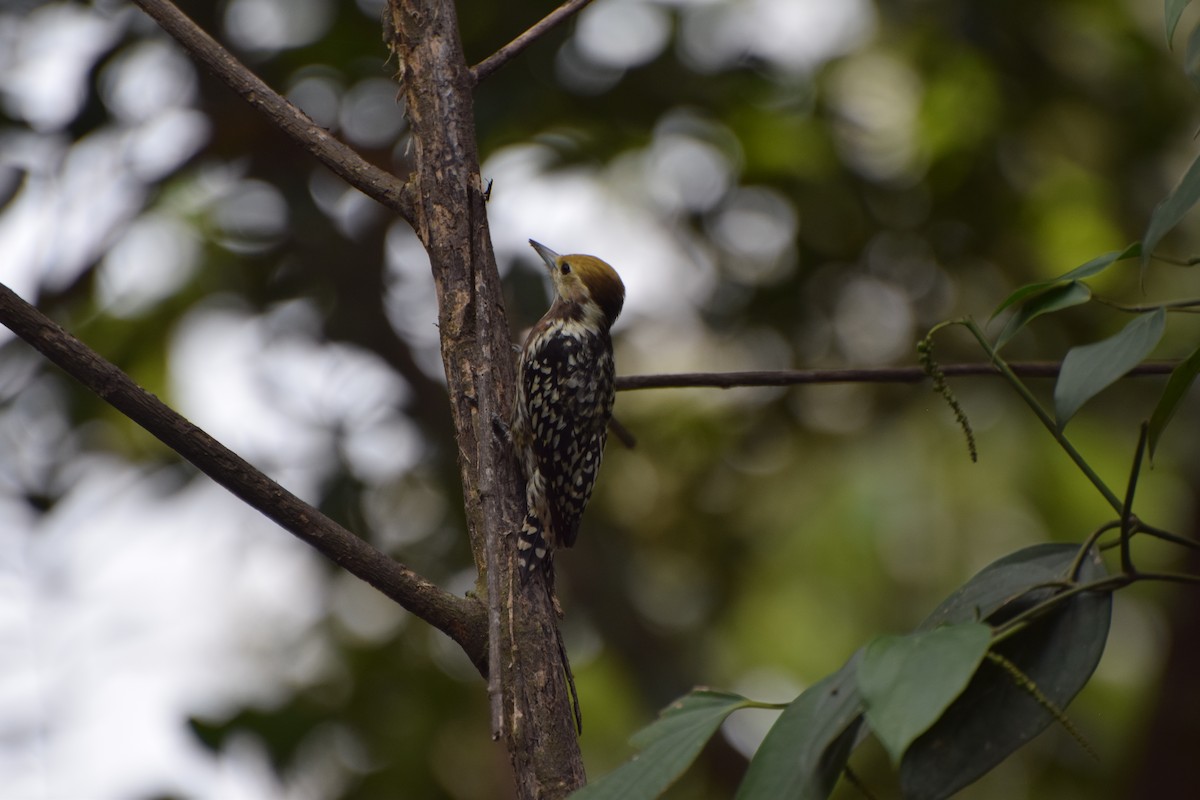 Yellow-crowned Woodpecker - ML253004981