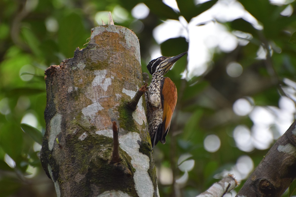 Greater/Common Flameback - ML253005191