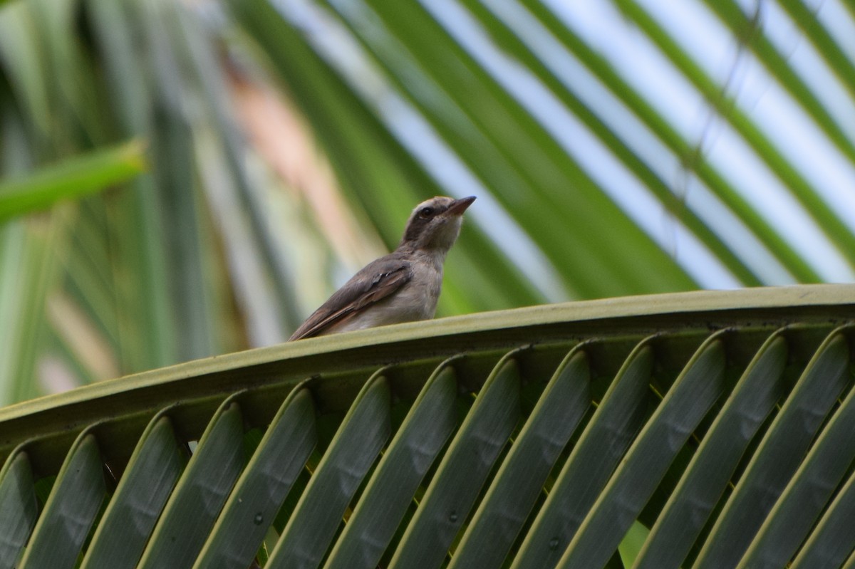 Common Woodshrike - ML253005461
