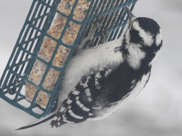 Hairy Woodpecker - Brian White