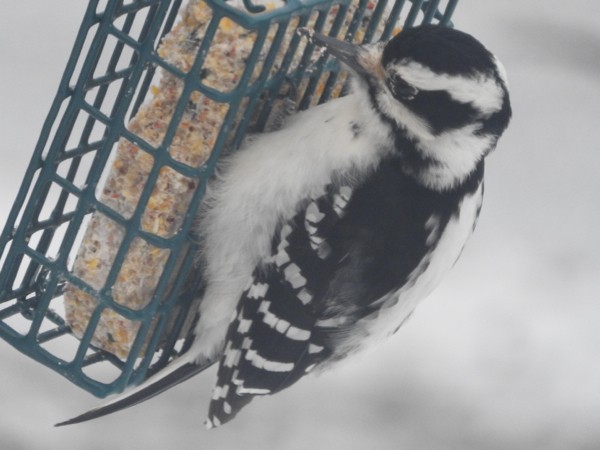 Hairy Woodpecker - ML25300651