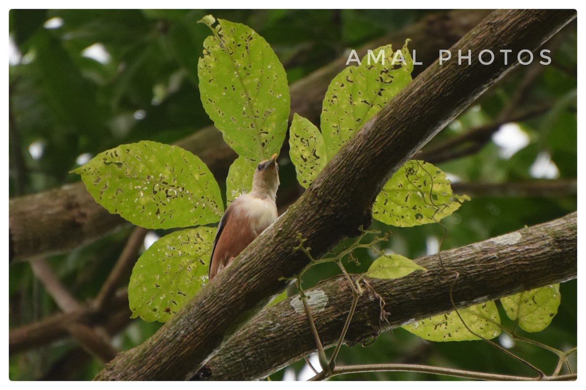 Chestnut-tailed/Malabar Starling - ML253006751
