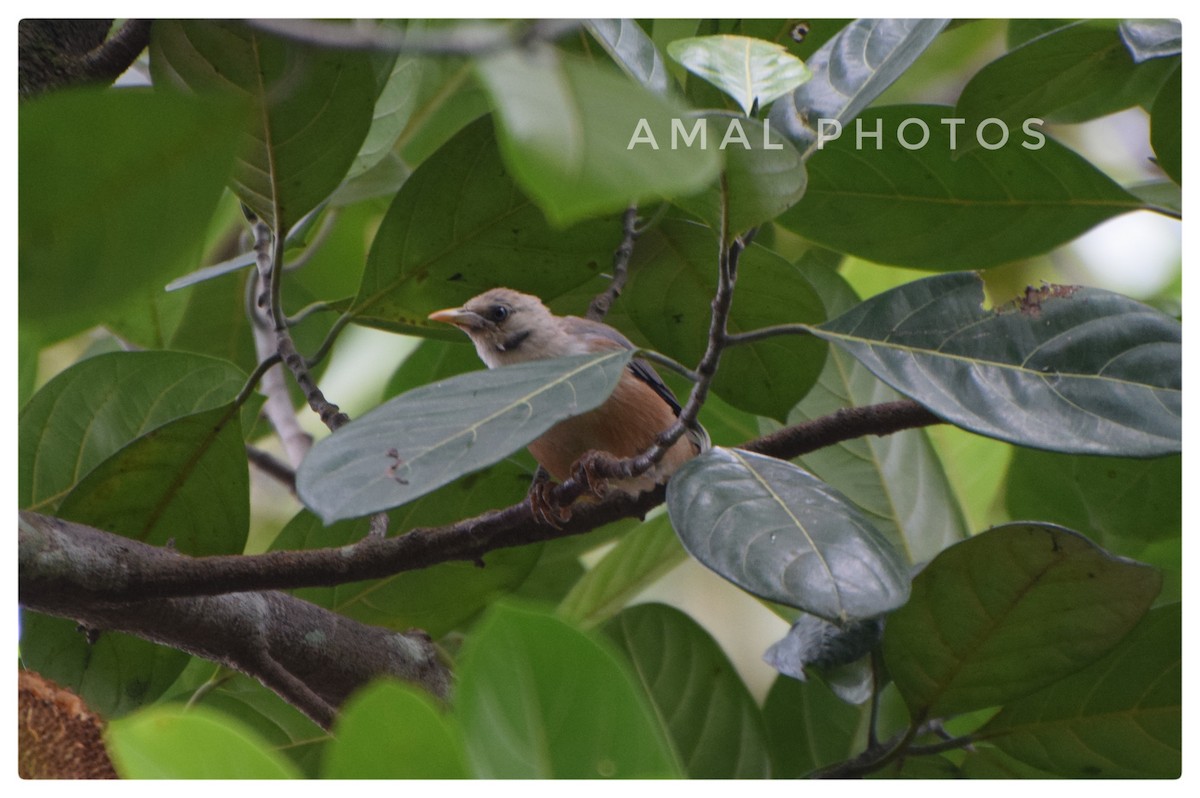 Chestnut-tailed/Malabar Starling - ML253007121