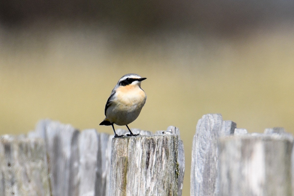 Northern Wheatear - ML253007151