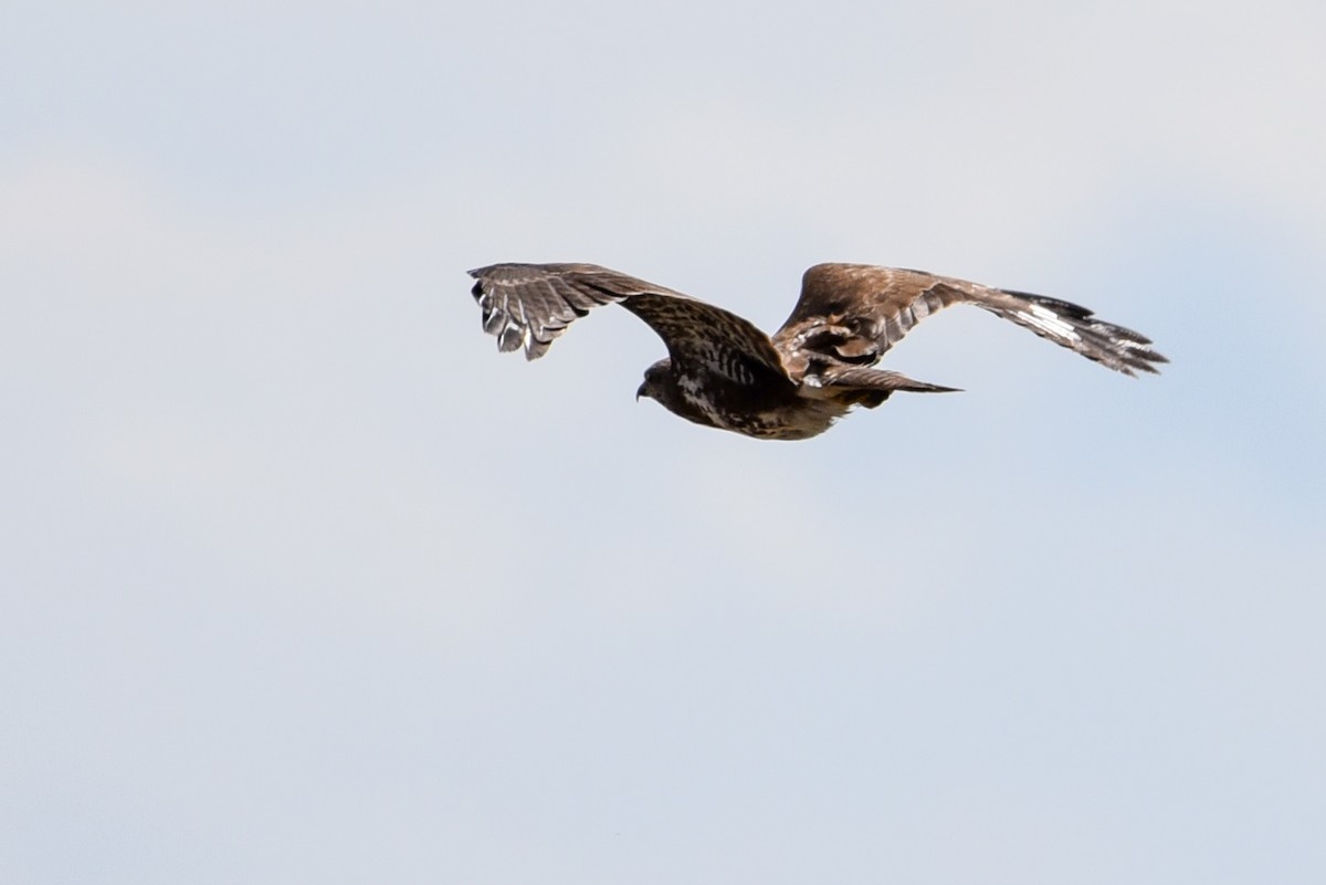 Common Buzzard - ML253007221