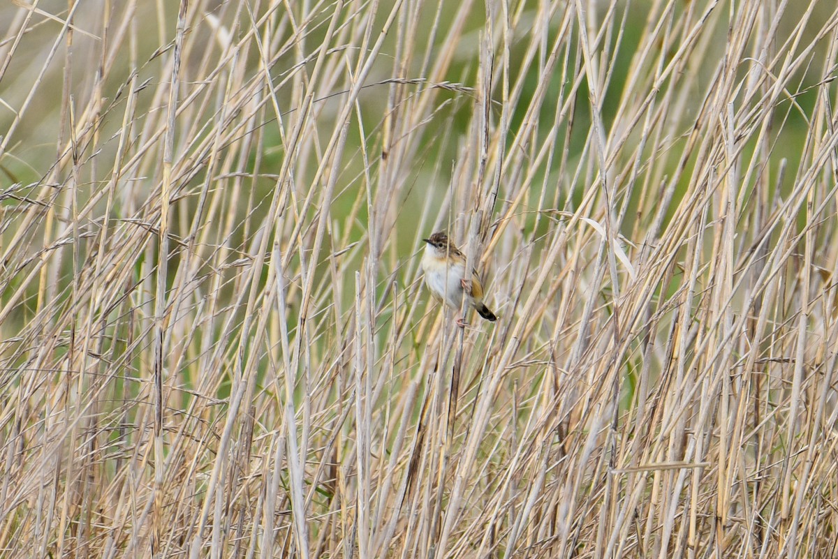 Zitting Cisticola - ML253007261