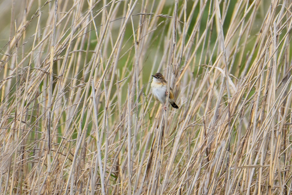 Zitting Cisticola - ML253007281