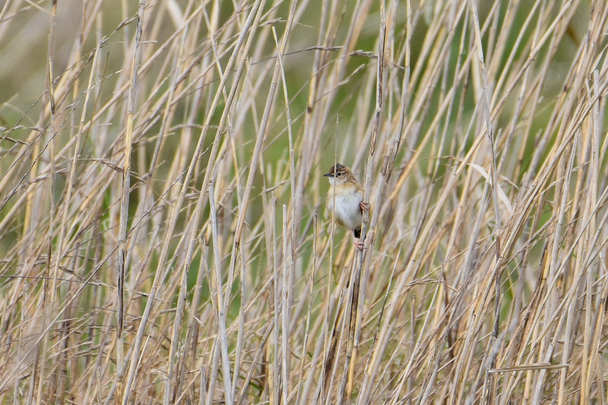 Zitting Cisticola - Maryse Neukomm