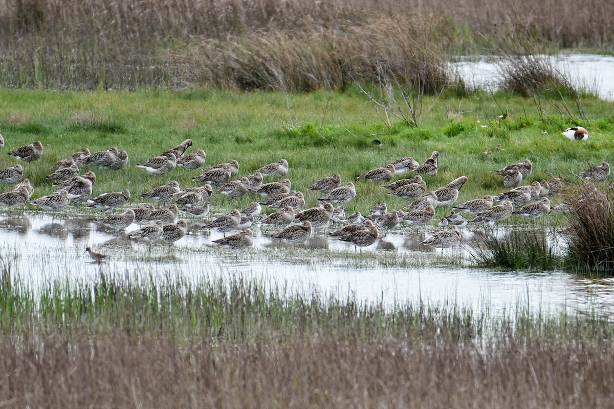 Eurasian Curlew - ML253007341