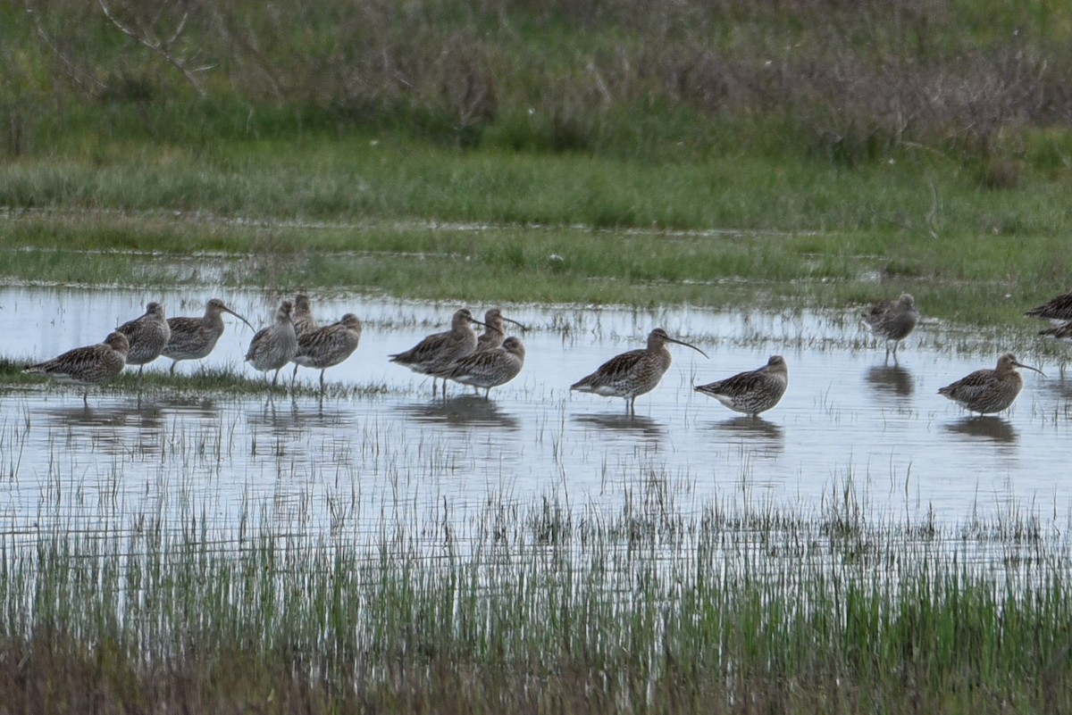 Eurasian Curlew - ML253007481