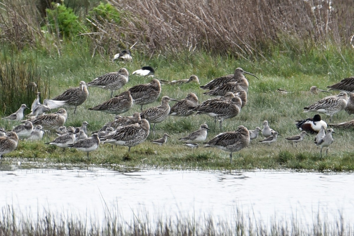 Eurasian Curlew - ML253007531