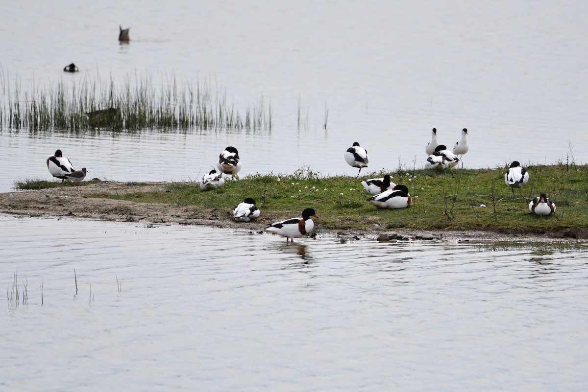 Common Shelduck - Maryse Neukomm