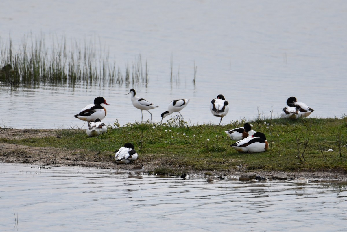 Common Shelduck - ML253007651