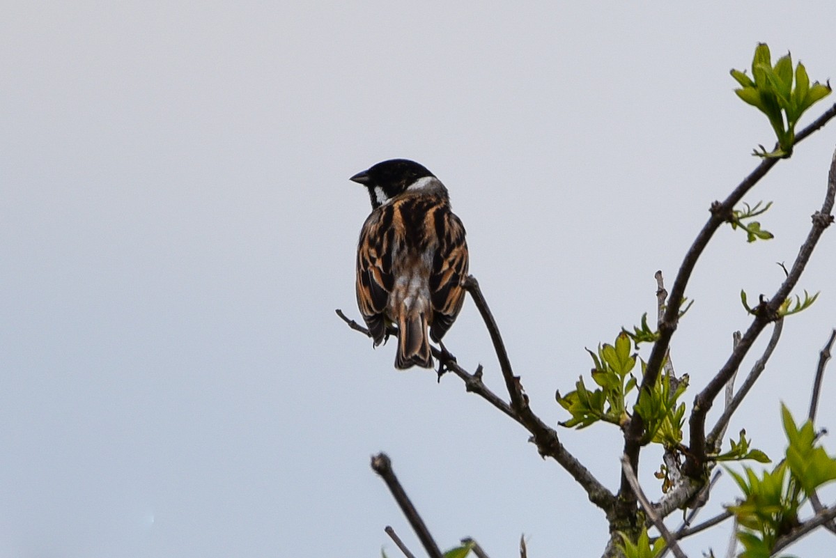 Reed Bunting - ML253007821