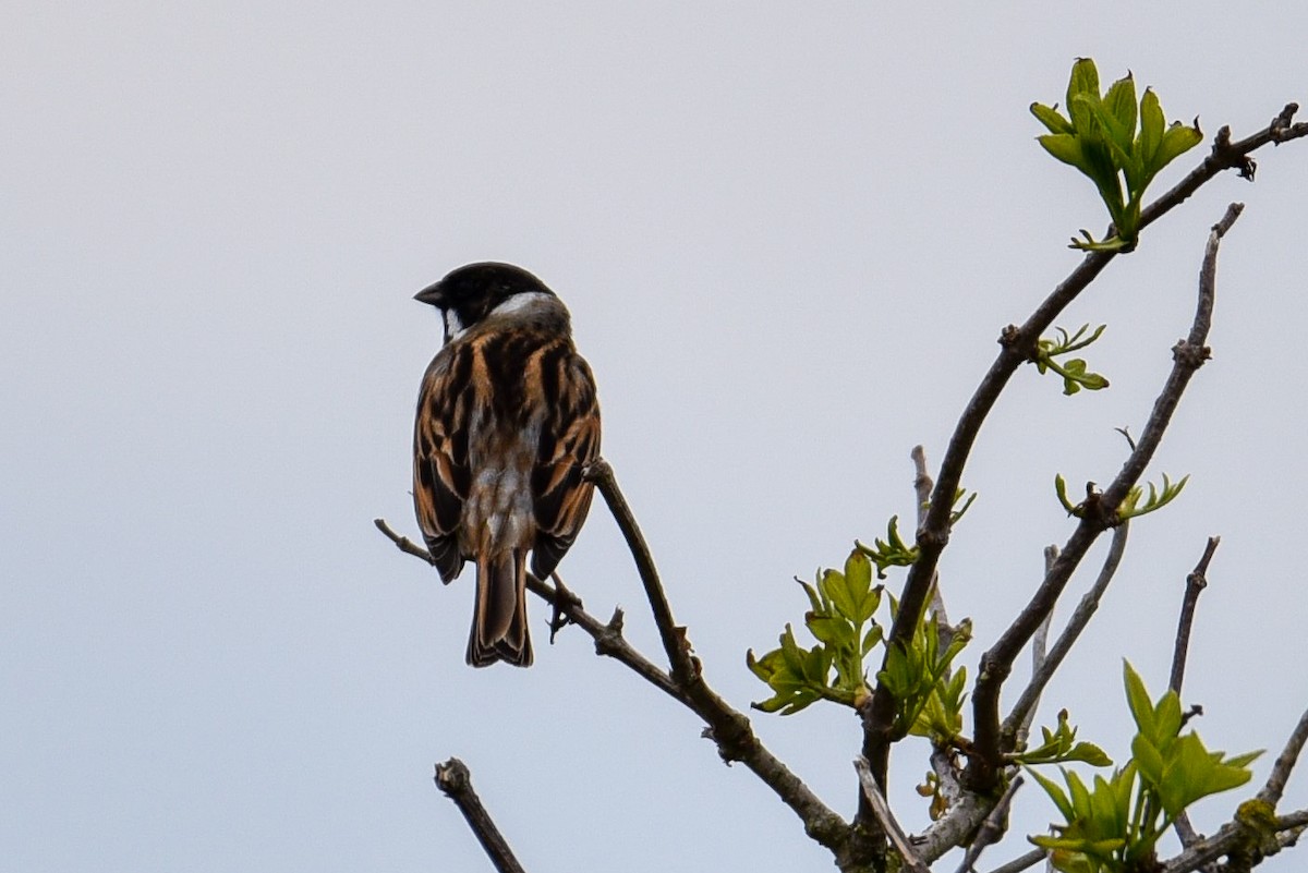 Reed Bunting - ML253007871