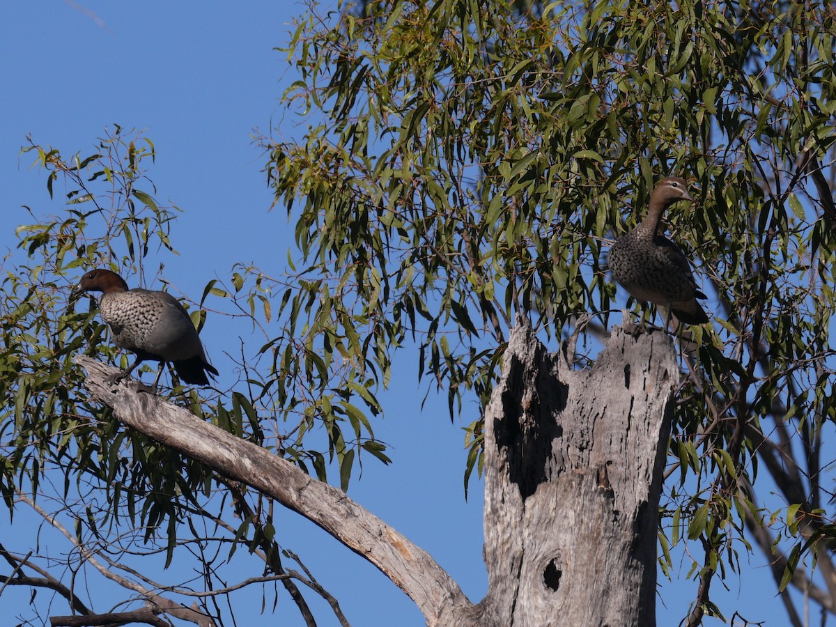 Maned Duck - ML253007941