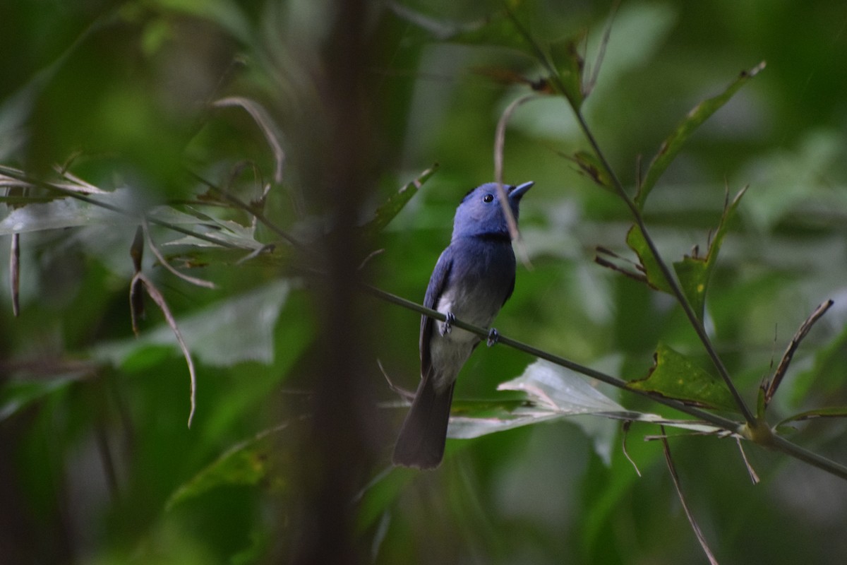 Black-naped Monarch - ML253008001