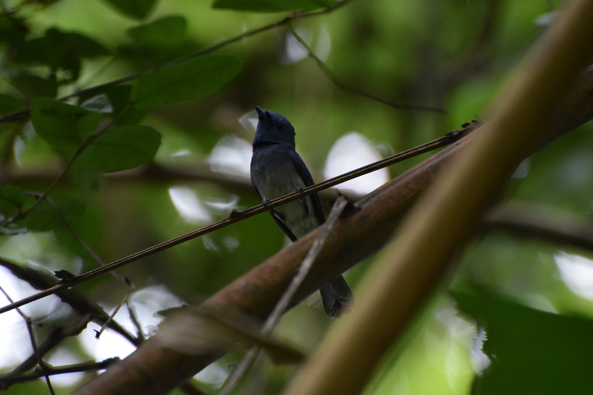 Black-naped Monarch - ML253008061