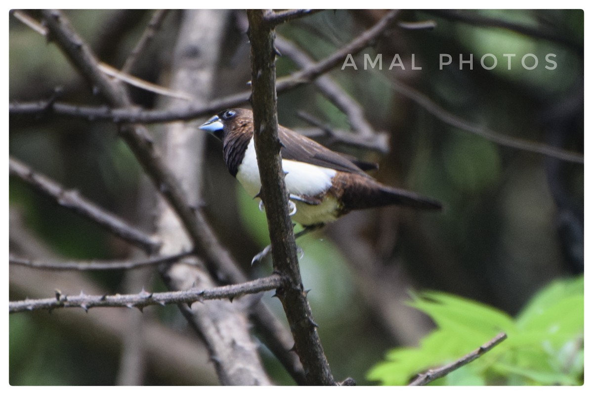 White-rumped Munia - ML253008191