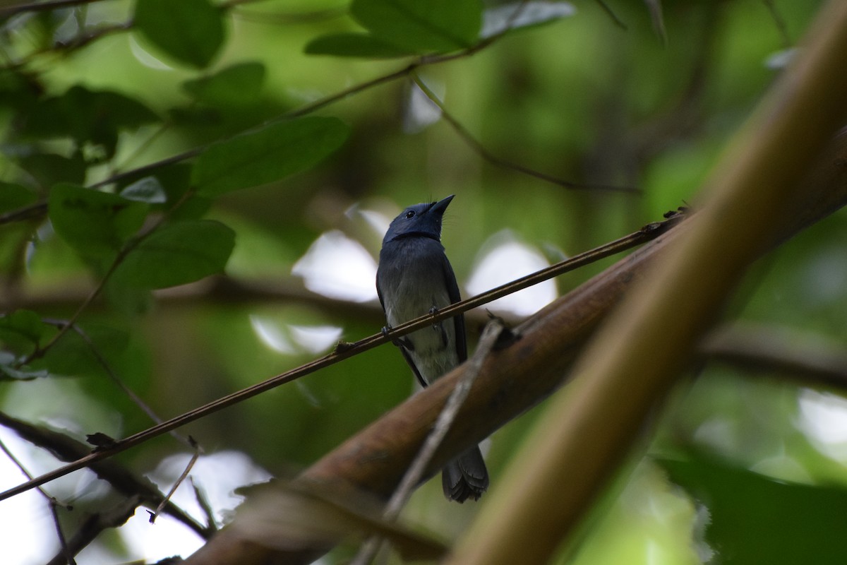 Black-naped Monarch - ML253008241