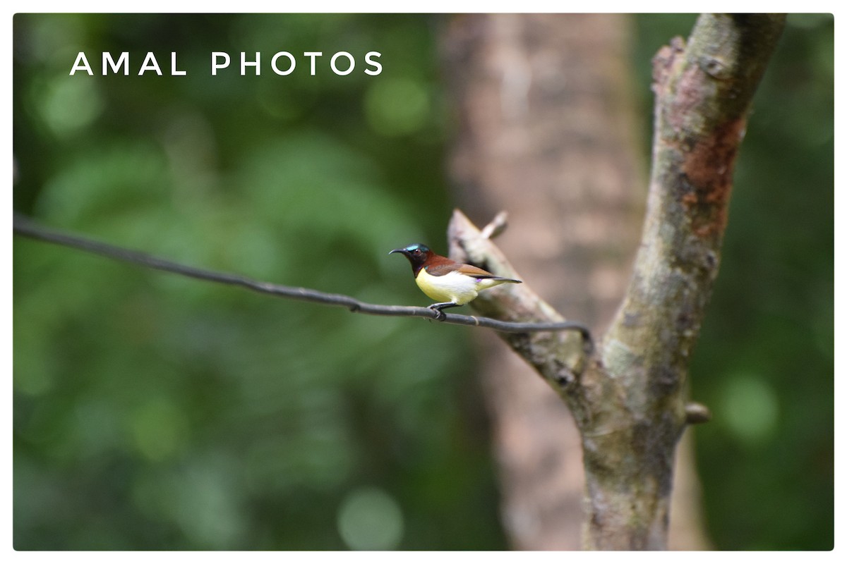 Purple-rumped Sunbird - ML253008251