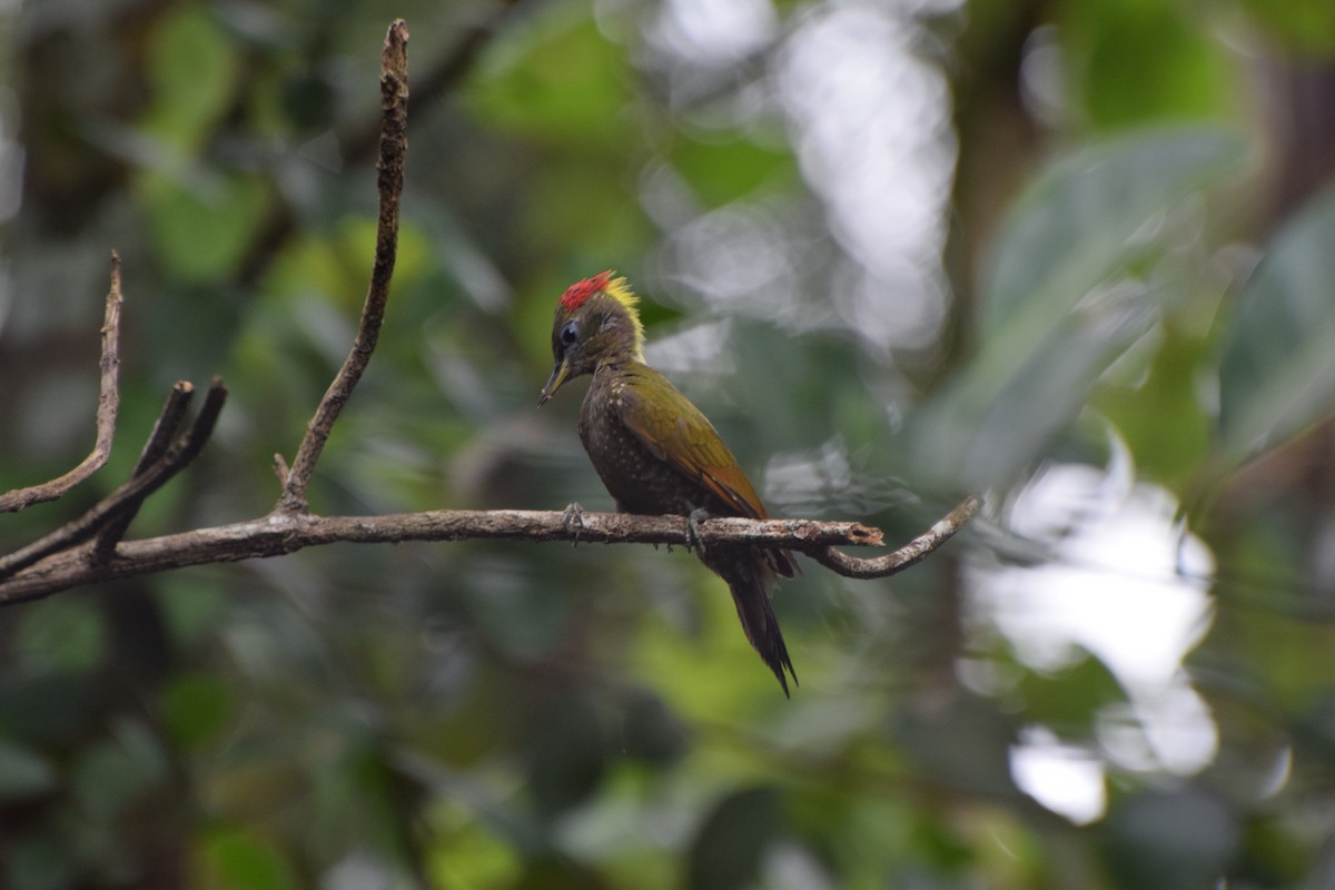 Lesser Yellownape - ML253008271