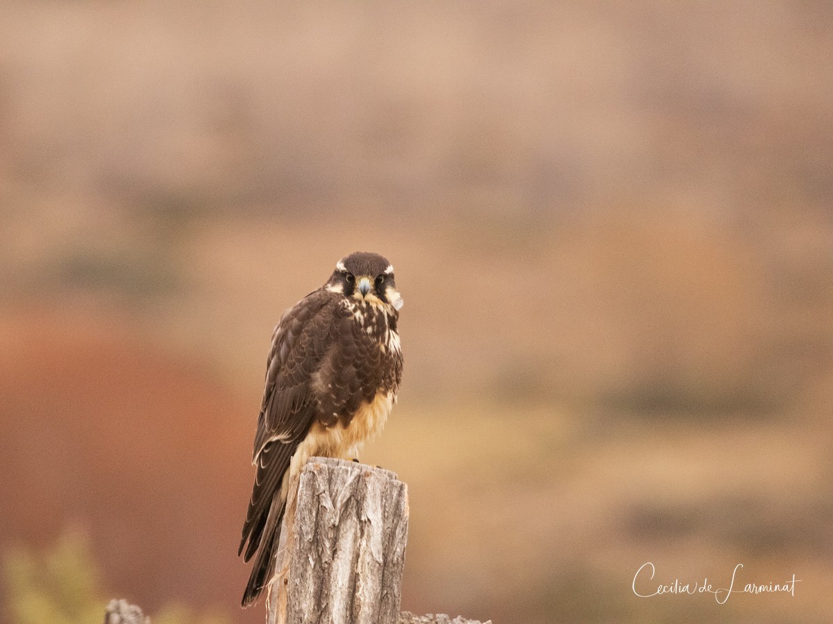 Aplomado Falcon - Cecilia de Larminat