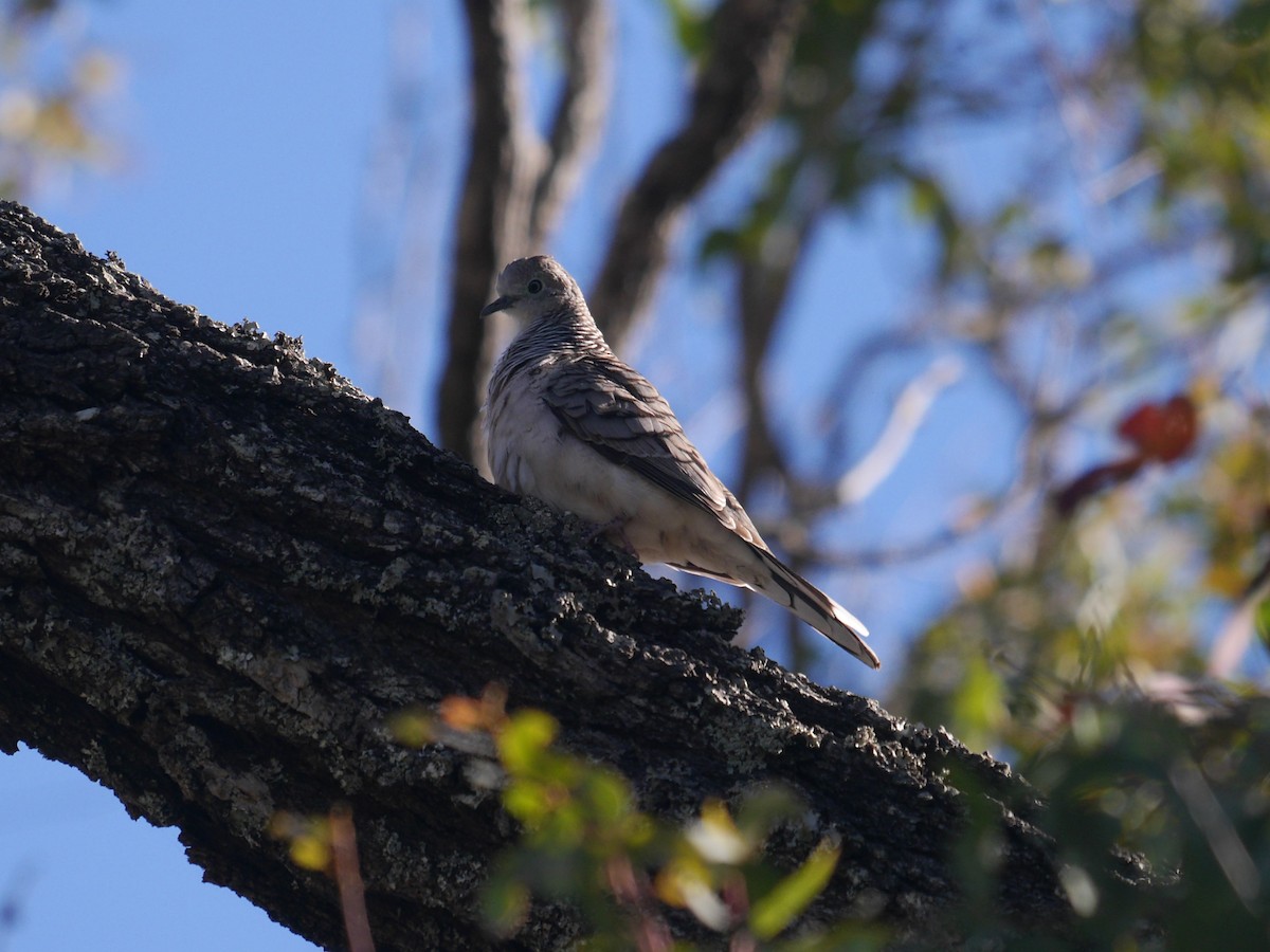 Peaceful Dove - Frank Coman