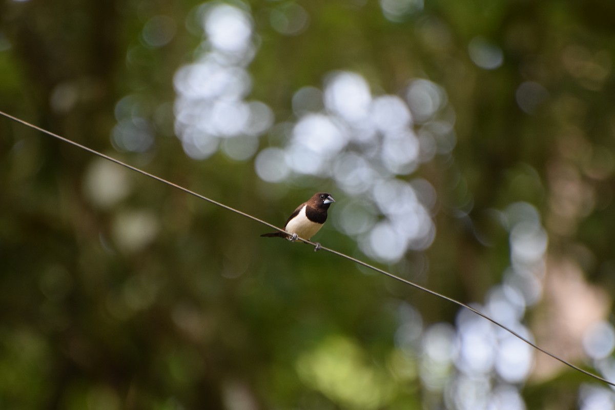 White-rumped Munia - ML253009391