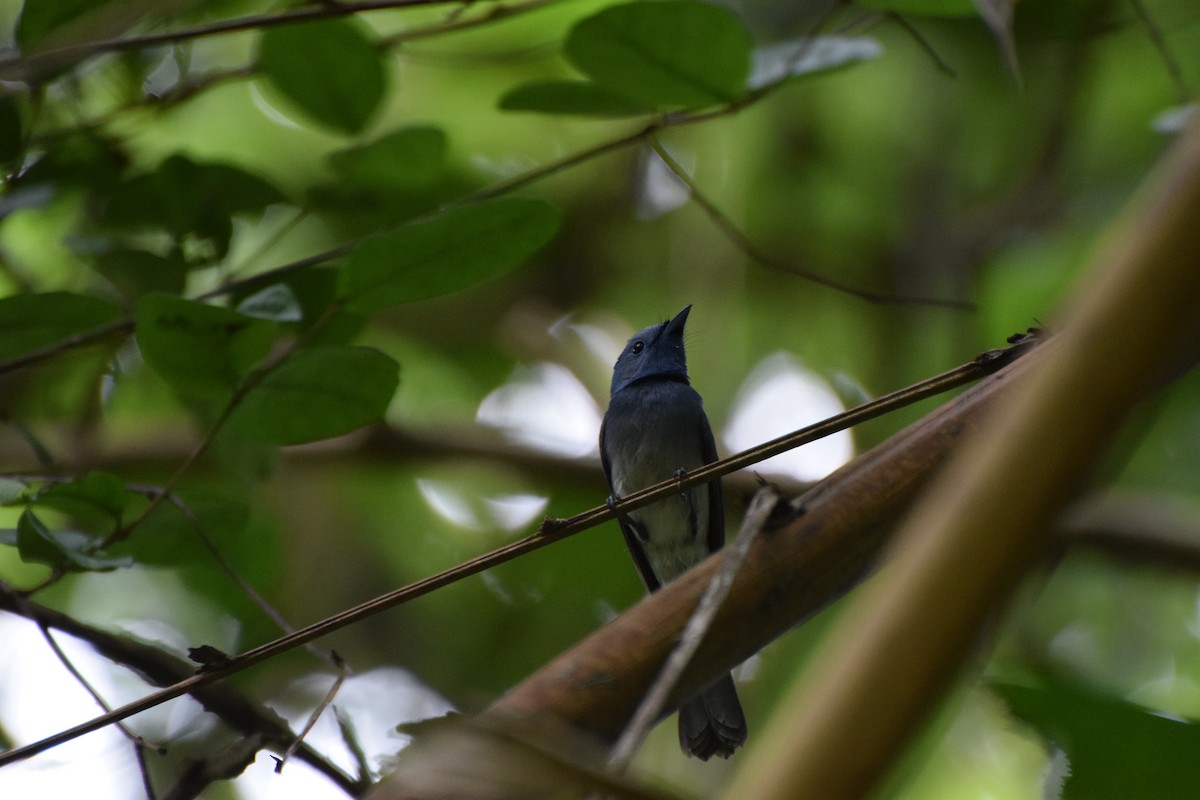 Black-naped Monarch - ML253009591