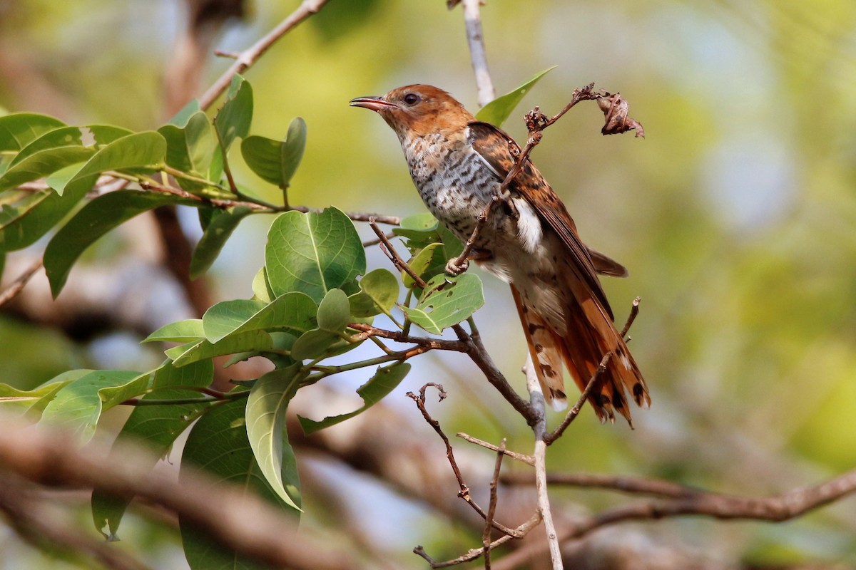 Gray-bellied Cuckoo - ML253009791