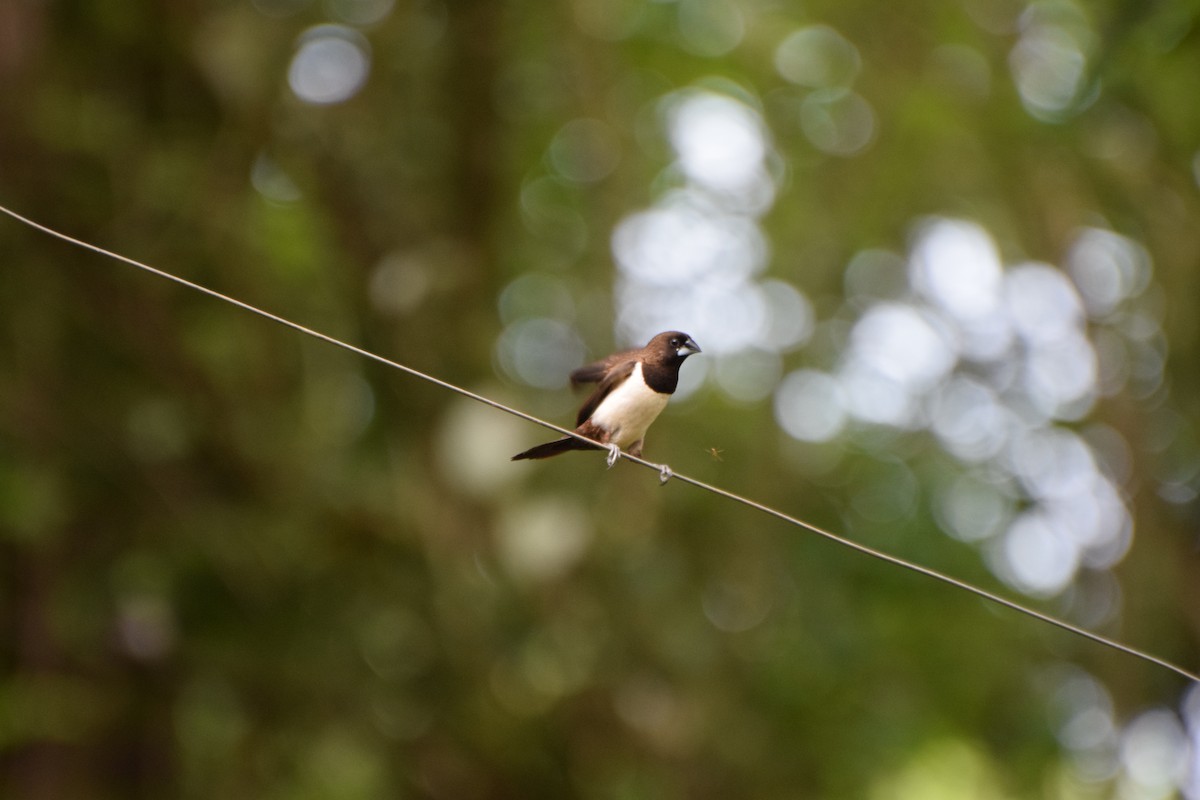 White-rumped Munia - ML253010161