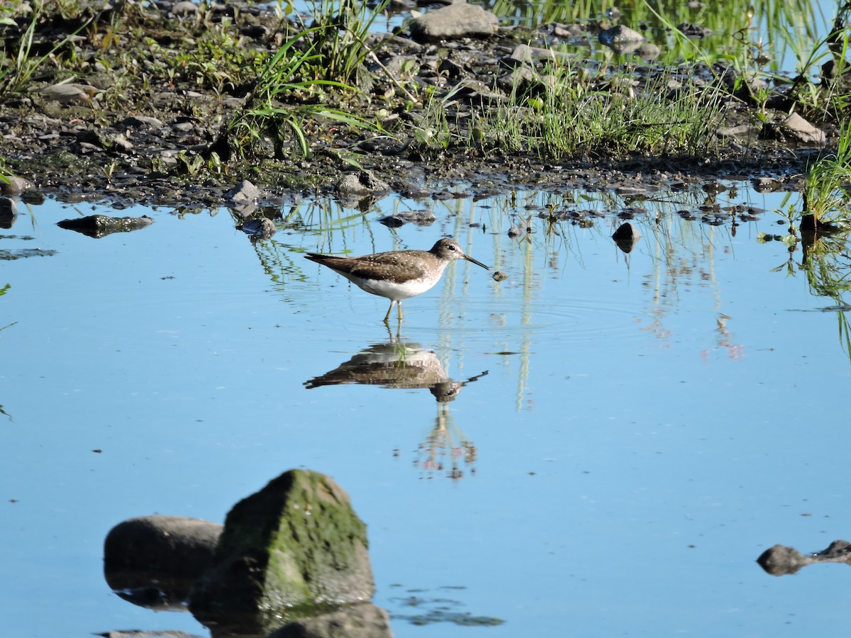 Solitary Sandpiper - ML253011091