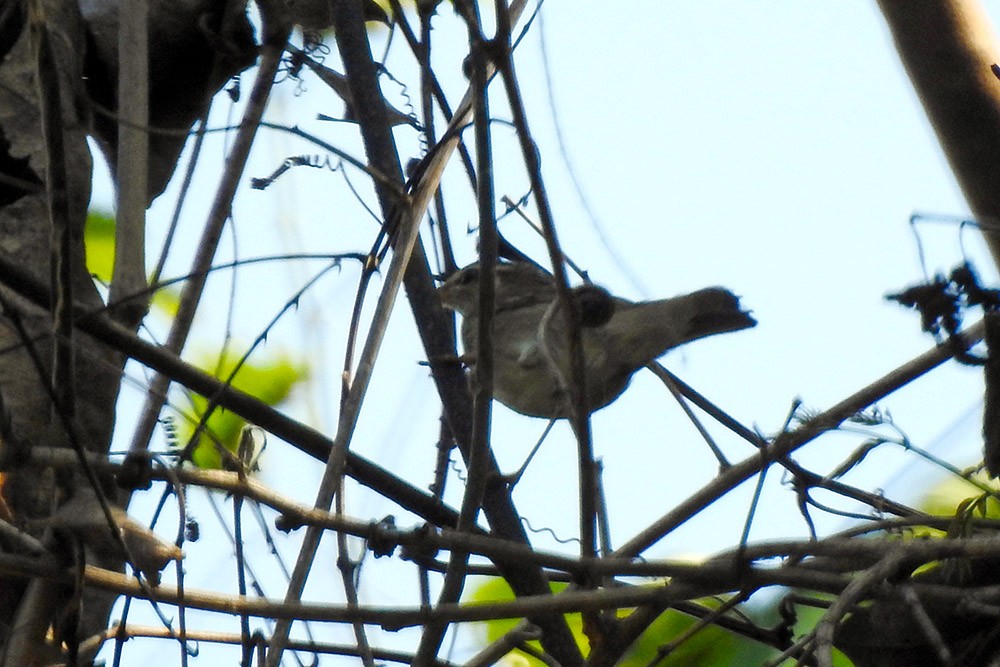 Arctic Warbler - ML253011521