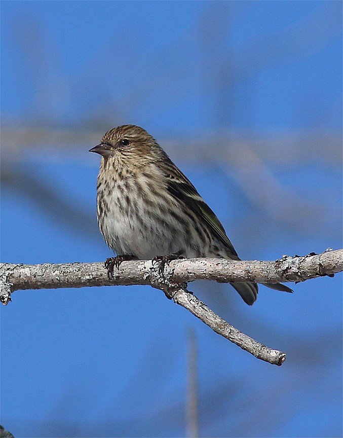 Pine Siskin - ML25301211