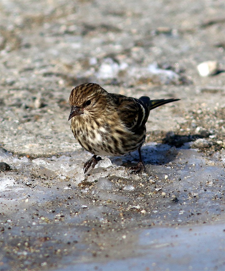 Pine Siskin - ML25301221