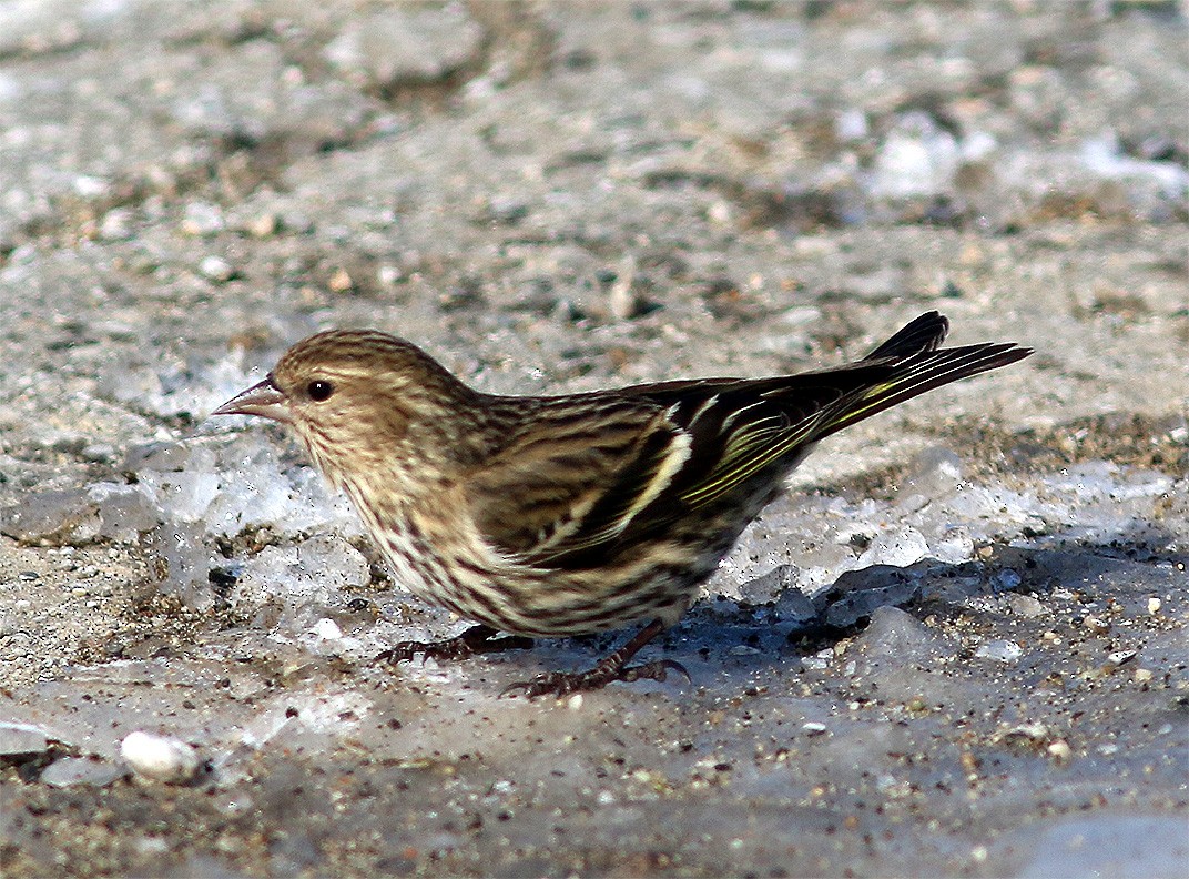 Pine Siskin - ML25301231