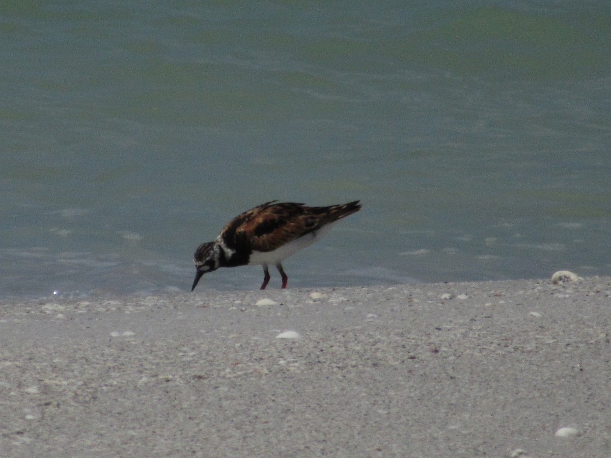 Ruddy Turnstone - ML253013851