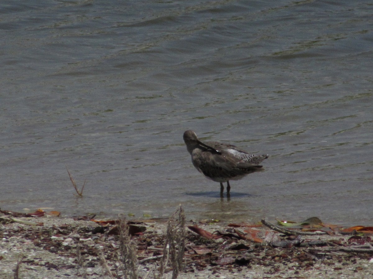 Short-billed Dowitcher - ML253014171