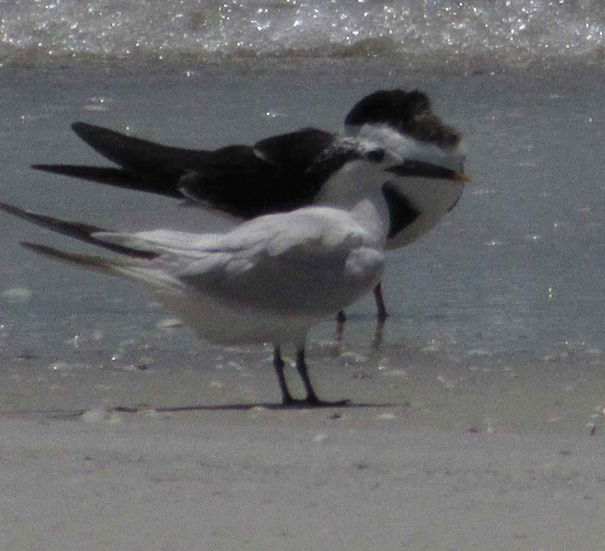 Sandwich Tern - ML253014791