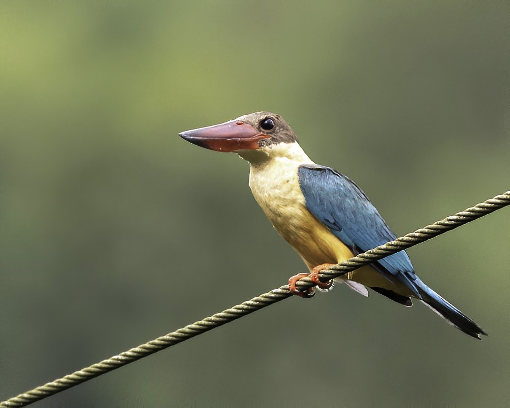 Stork-billed Kingfisher - ML253016651