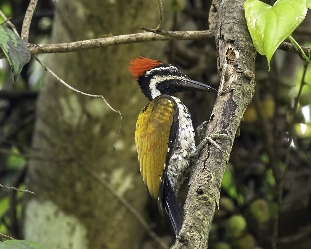 Black-rumped Flameback - ML253016721