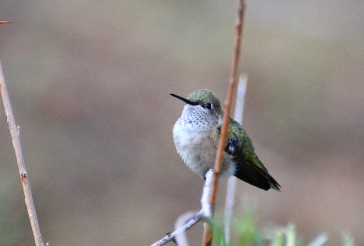 Broad-tailed Hummingbird - ML253017981