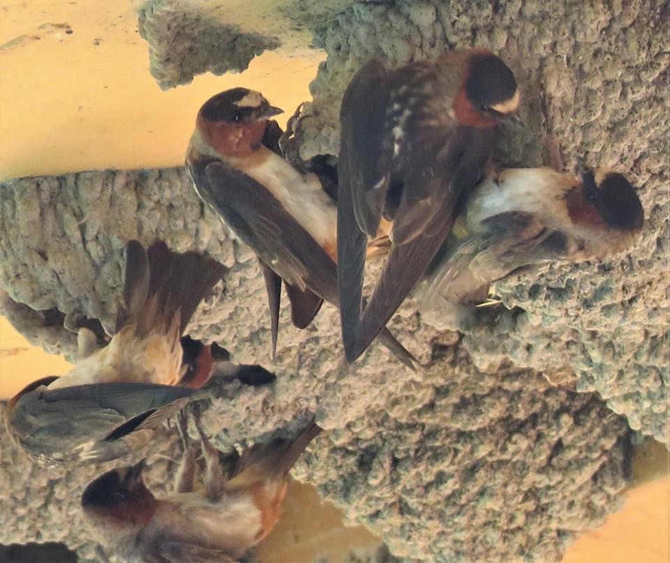 Cliff Swallow - Joel McIntyre