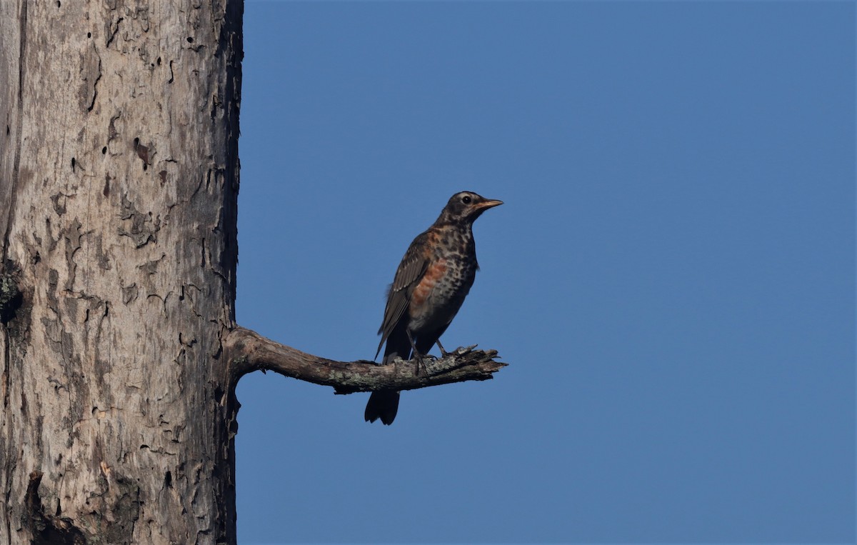 American Robin - ML253021571